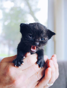 Image by The Lucky Neko