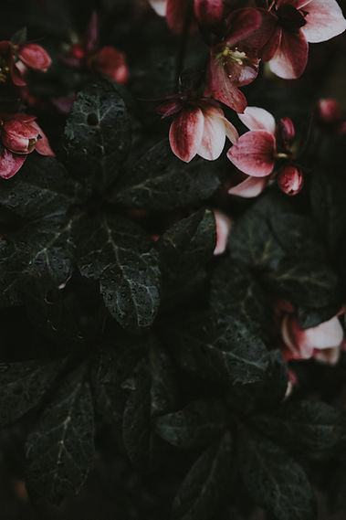 Image by Annie Spratt