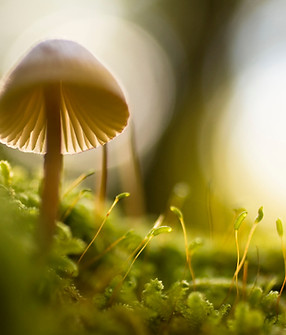 Image by Manuel Barroso Parejo