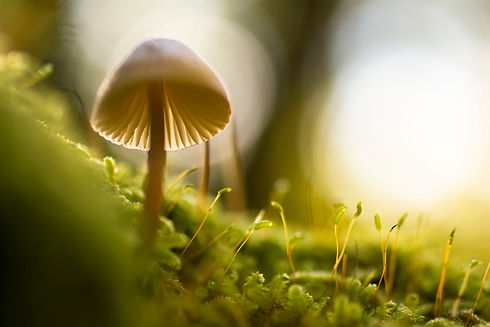 Image by Manuel Barroso Parejo