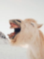 A white horse with mouth open wide doesn't have TMJ pain