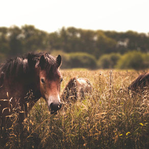 Why only feeding a ‘handful’ to your easy-keeper is under providing nutrients