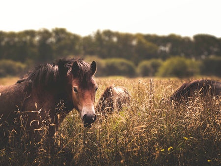 How to Prevent and Treat Horse Fly Bites on Livestock