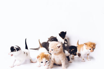 Image by The Lucky Neko
