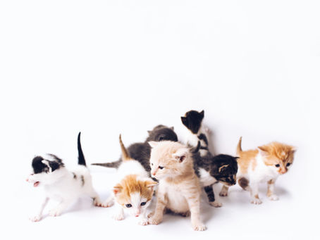 Penyebab Anak Kucing Mati Sesaat Setelah Dilahirkan