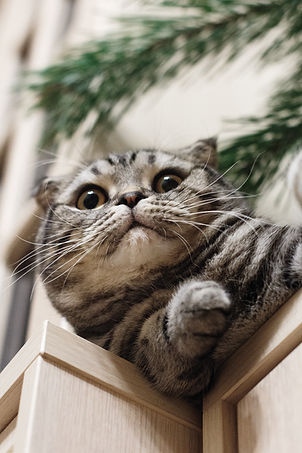 Lynchburg Veterinary Hospital - Your Source for Affordable Small Animal Care