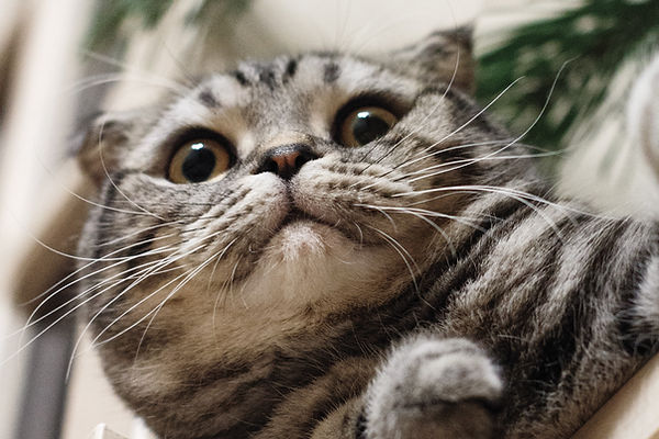 Cat Care