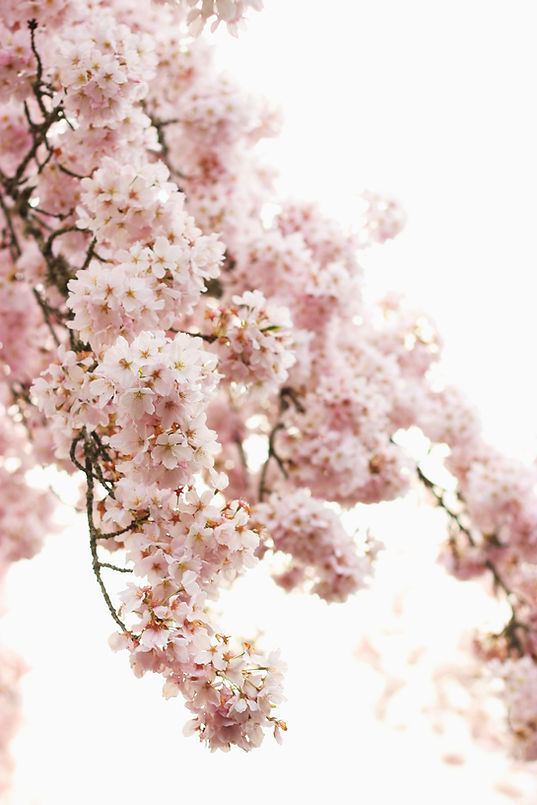 Image by elyssa renae