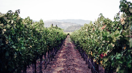 Napa Valley, California, USA