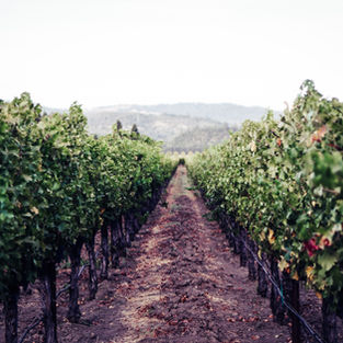 Slovenian Wines: A Taste of Tradition and Excellence