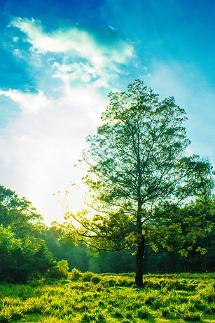 Image by Sanjeevan SatheesKumar
