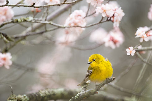 Image by Ray Hennessy