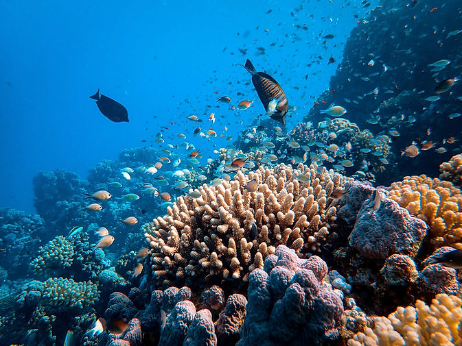 Coral Reef and Fish