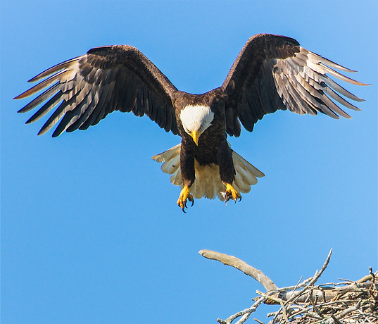 A bald eagle with talons extended descends towards a tree-top nest. Credit: Richard Lee.