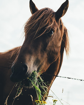 Image by Annie Spratt