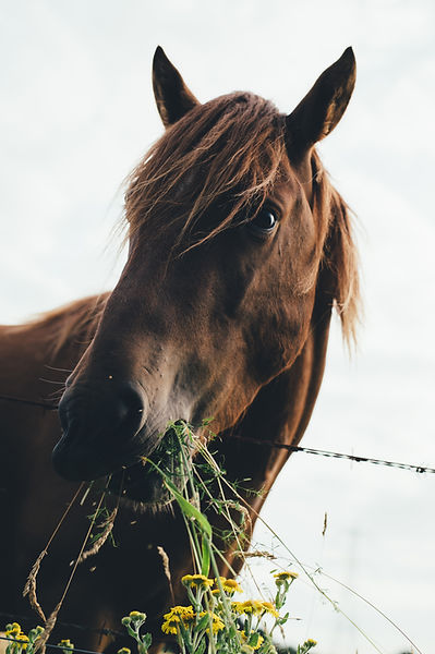 Image by Annie Spratt