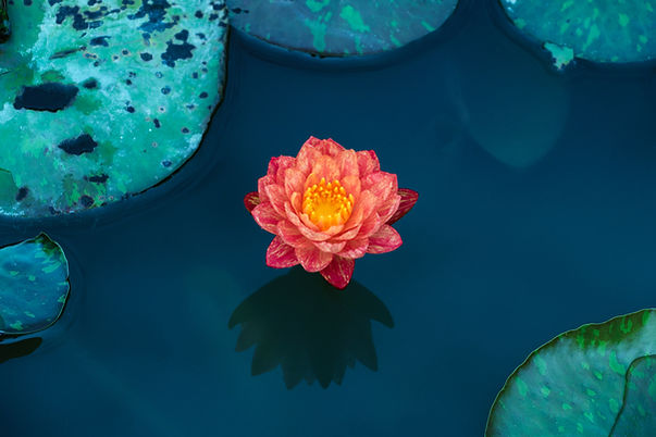 Image by Jon Geng