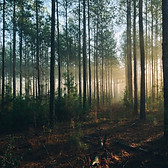 Image by Steven Kamenar
