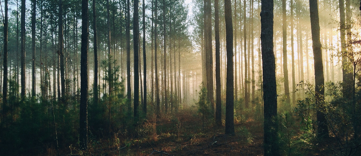Trees in a forest