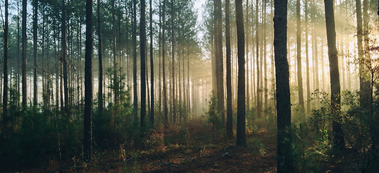 Image by Steven Kamenar