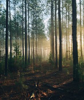 Image by Steven Kamenar