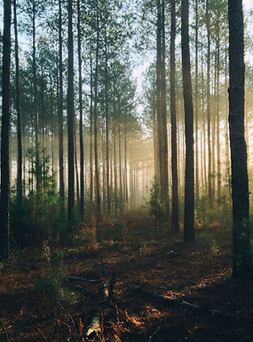 Image by Steven Kamenar