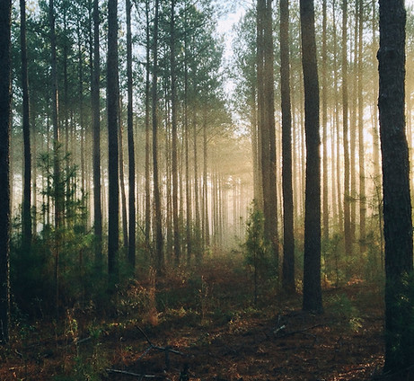 Image by Steven Kamenar