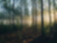 Image by Steven Kamenar