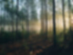 Image by Steven Kamenar