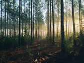 Image by Javi Hoffens