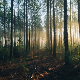 Wald, sonnendurchflutet