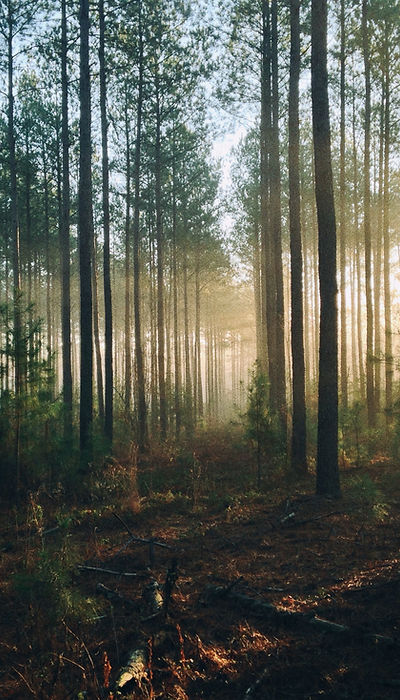 Image by Steven Kamenar