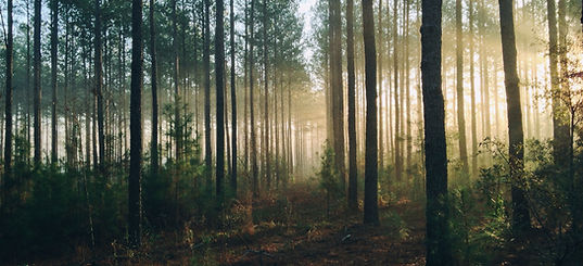 Image by Steven Kamenar