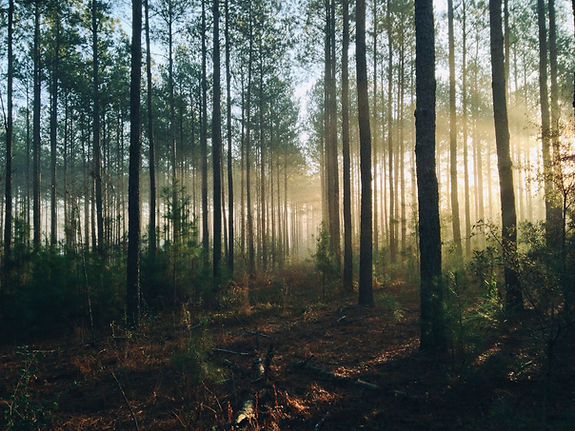 Image by Steven Kamenar