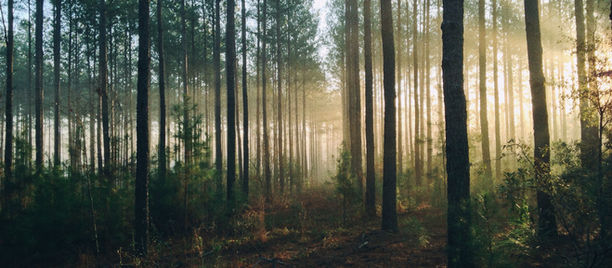 National Forest Week events taking place across Newfoundland and Labrador