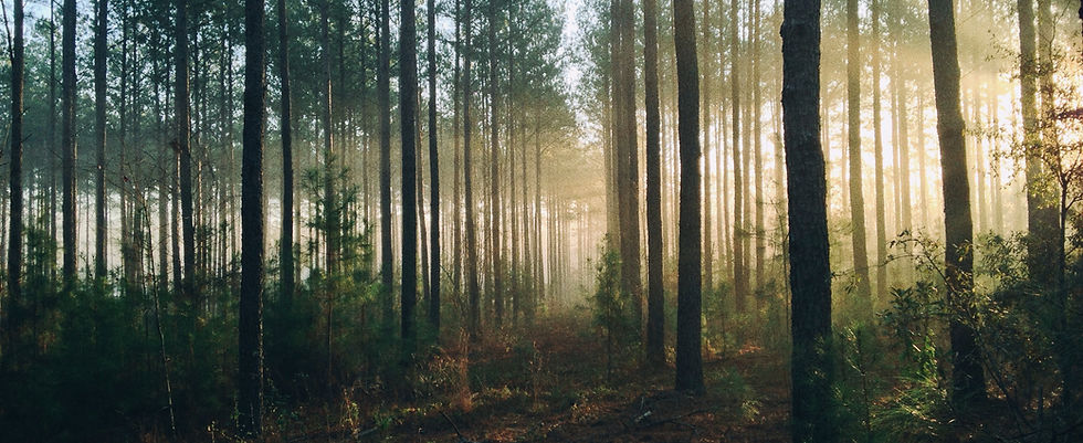 Image by Steven Kamenar