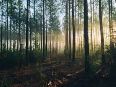 Image by Steven Kamenar