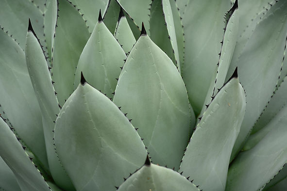 Image by Sarah McGaughey