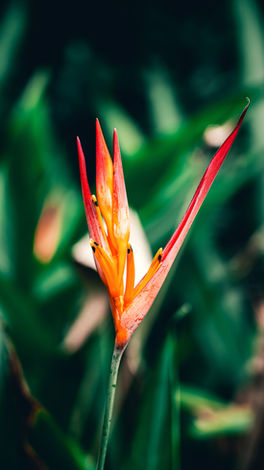 Madeira Beach Ecotourism