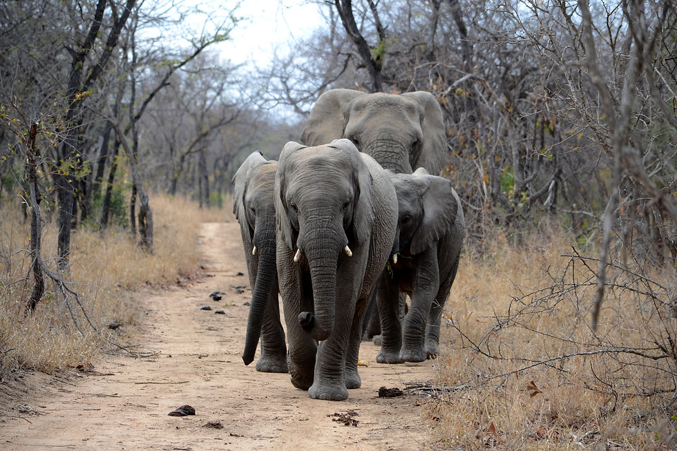 Wide angle view of elephants in a natural habitat