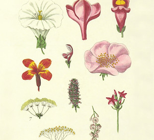 Image by British Library