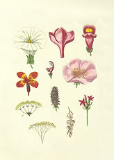 Image by British Library