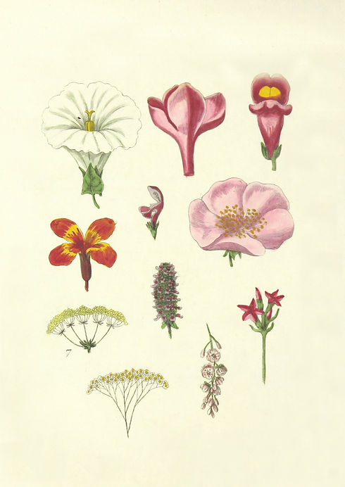 Image by British Library