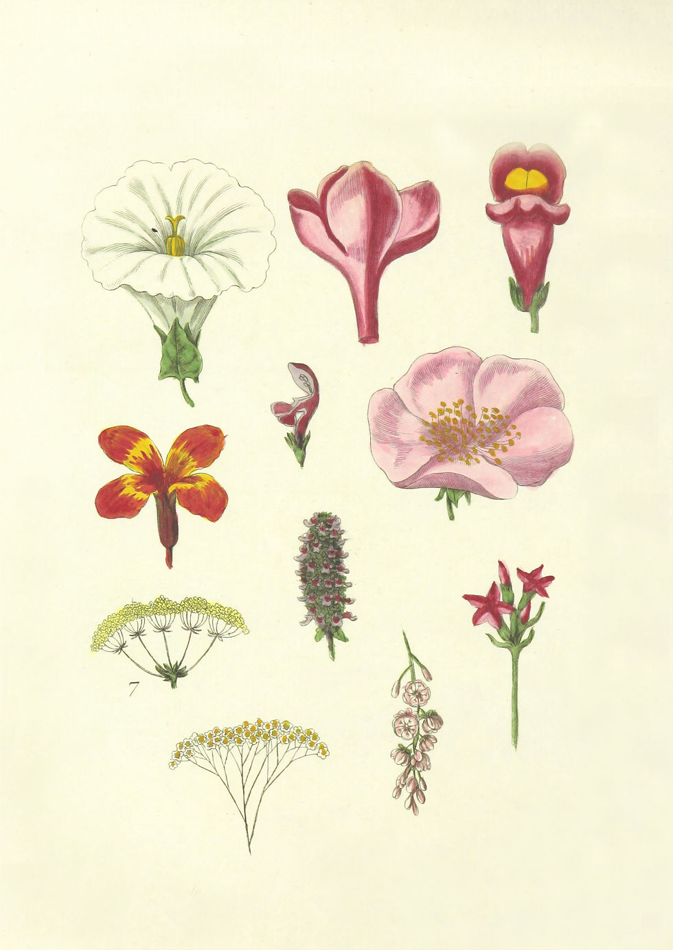 Botanisch tekenen - beginners 2