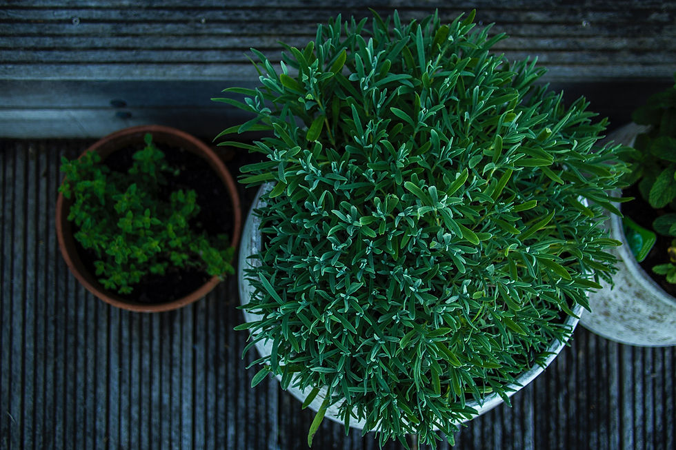Buy Plants Online
