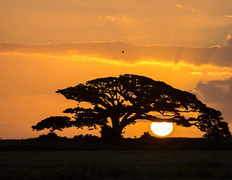 Image by Sandro Schuh