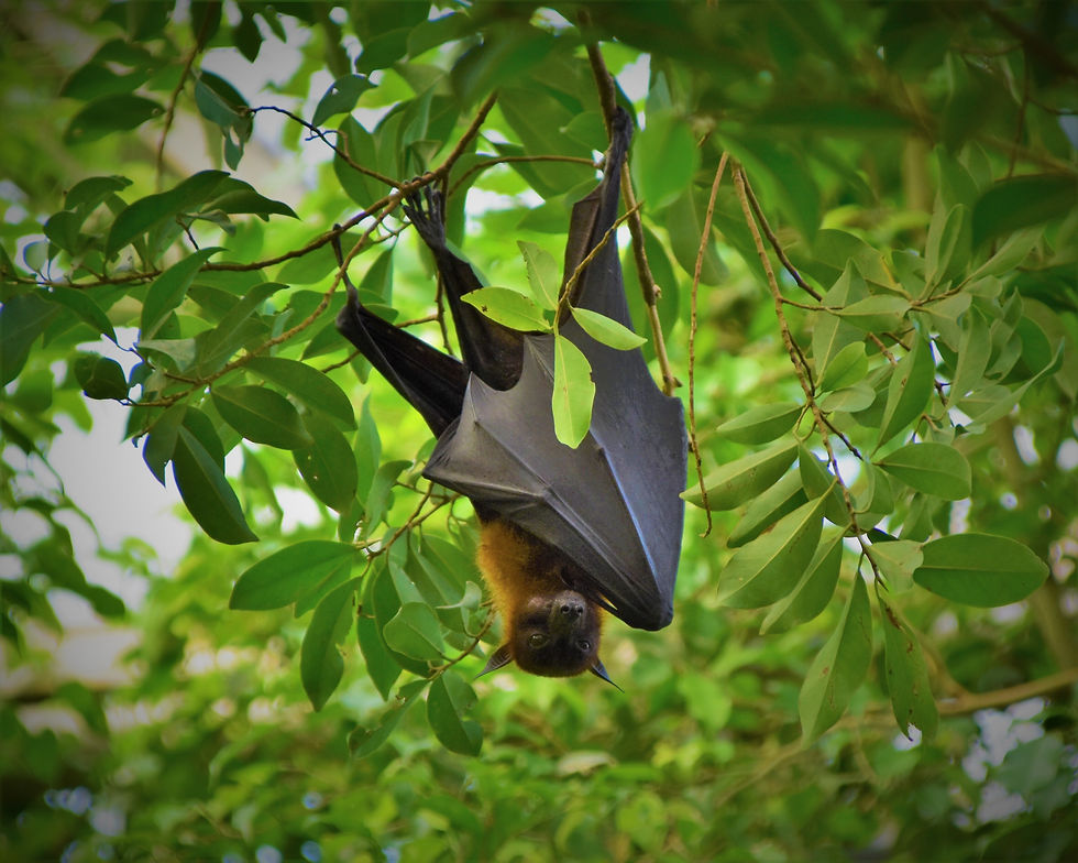 A bat in a tree