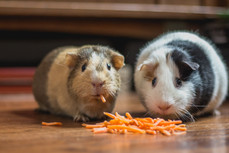 Image by Bonnie Kittle