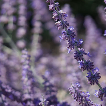 The Difference Between Infused Oils Vs. Essential Oils: The Benefits of Lavender Oil