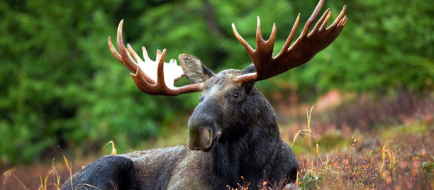 Resource Enforcement Officers investigating incident near Grand Falls Golf Club